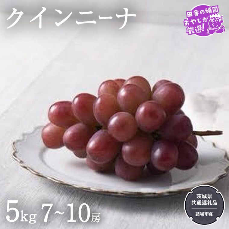 クインニーナ 5kg（7〜10房）【2026年9月より発送開始】（茨城県共通返礼品 [ぶどう]：結城市産） ぶどう ブドウ 葡萄 果物 フルーツ 茨城県産 [BI424-NT]