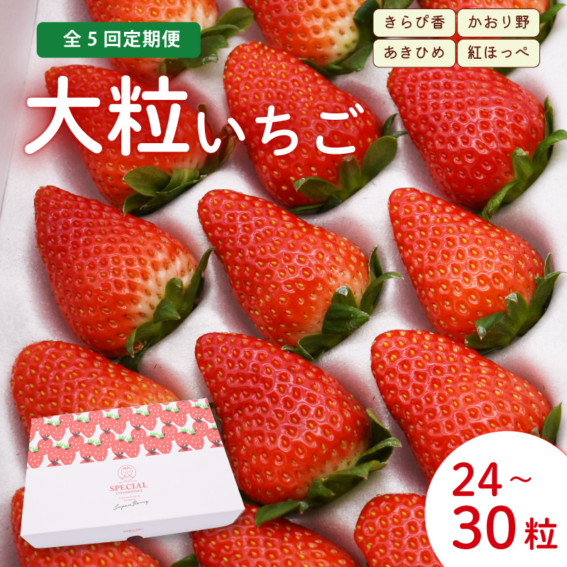 
            【先行予約】 【5ヶ月定期便】 いちご 大粒 24～30粒 2026年1月～2026年5月発送 苺 旬 産地 直送 フレッシュ イチゴ 紅ほっぺ 章姫 あきひめ きらぴ香 かおりの フルーツ 果物 国産 ジャパン ベリー 静岡県 藤枝市
          