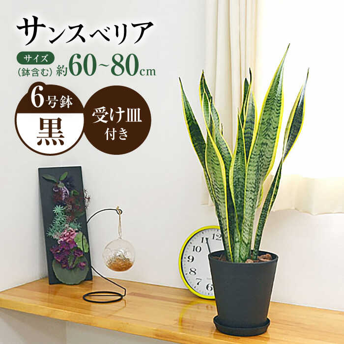 【ふるさと納税】観葉植物 サンスベリア 6号 セラート鉢植え / 室内観葉植物 / 室内観葉植物 インテリア セラート おしゃれ 鉢植え/ 大村市 / 琴花園 [ACYK021]