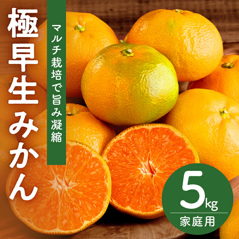 【ふるさと納税】ささのうち農園 訳あり 極早生 温州みかん 5kg 家庭用 │ 果物 フルーツ 柑橘 みかん 温州みかん 極早生 5kg 訳あり 家庭用 マルチ栽培 旬 秋