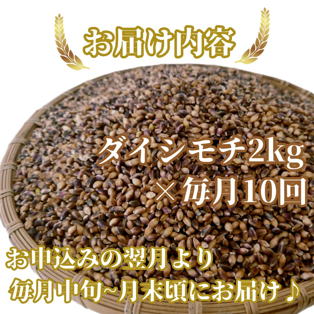 CIB41_【１０回定期便】ダイシモチ２ｋｇ もち麦 キラリ もち麦ごはん