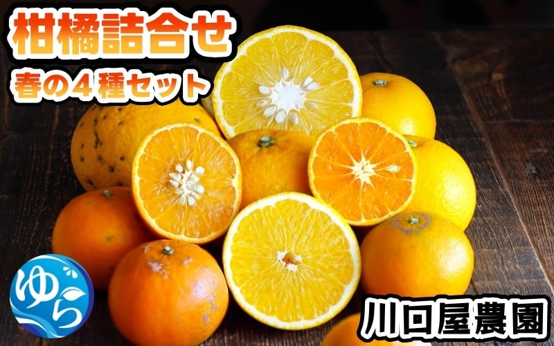 
                  柑橘詰め合わせ 4種 7.5kg 【2026/4月中旬～下旬頃に順次発送予定】/ 和歌山 柑橘 甘い 果物 家庭用 【kwgc049-c-7d5】
                