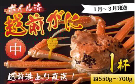 【先行予約】越前港より直送！ 越前がに 中 (約550g～700g) 1杯※発送前に在宅確認の電話連絡をいたします! 【1月～3月発送予定】ズワイガニ ずわいがに ズワイ蟹 越前ガニ ボイル 刺身 蟹 鍋 しゃぶしゃぶ 冷蔵  カニ 鍋 海鮮 かに福井県 南越前町 送料無料