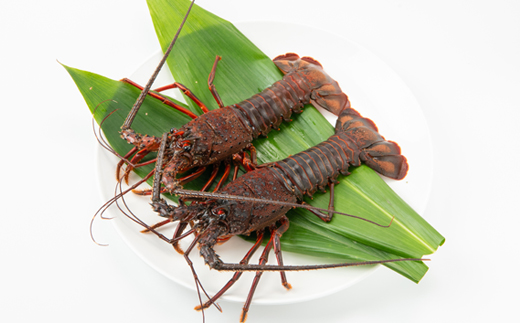 【金曜日発送】漁師直送!千葉県館山産 天然『活』伊勢海老 400g(2～3尾)【配送不可地域：離島・北海道・沖縄県・東北・中国・四国・九州】