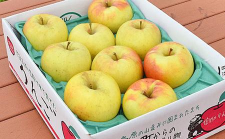 ぐんま名月約3kg 7～9玉 りんご 長野県産