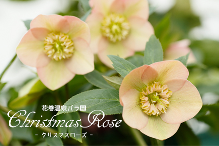 【2本セット】花巻温泉バラ園で育った「クリスマスローズ」苗<2027年2月上旬より順次発送> 【2167】