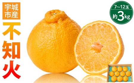 先行予約 不知火 約3kg（7～12玉前後）2026年3月上旬～2026年4月上旬頃発送予定