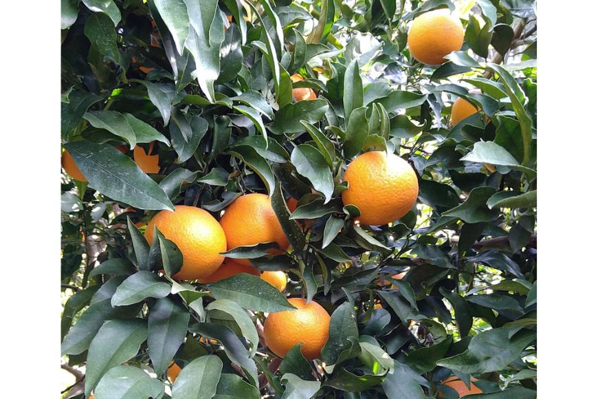 saito orange farmの清見タンゴール3kg ※着日指定不可 ※離島への配送不可（2026年3月中旬頃より順次発送） IKTAQ006