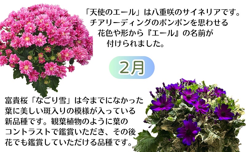 モリヒロ園芸のオリジナルブランドのお花とトマト6ヶ月定期便 植物 野菜 ミニトマト 