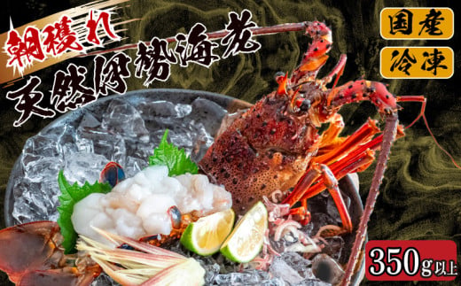 【伊勢海老】 朝どれ天然伊勢海老350～450g 350g~450g(1~3尾)