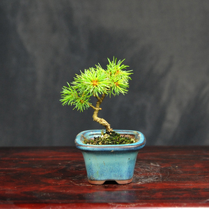 赤石の泉 赤石 五葉松（鉢植え） F-128【現品限り】【配送地限定】