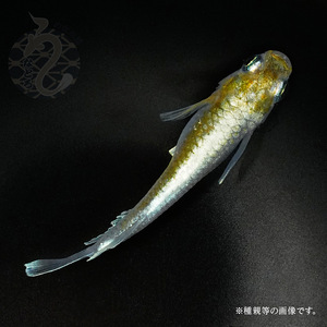 メダカ「レッドクリフ・ダークタイプ」1ペア