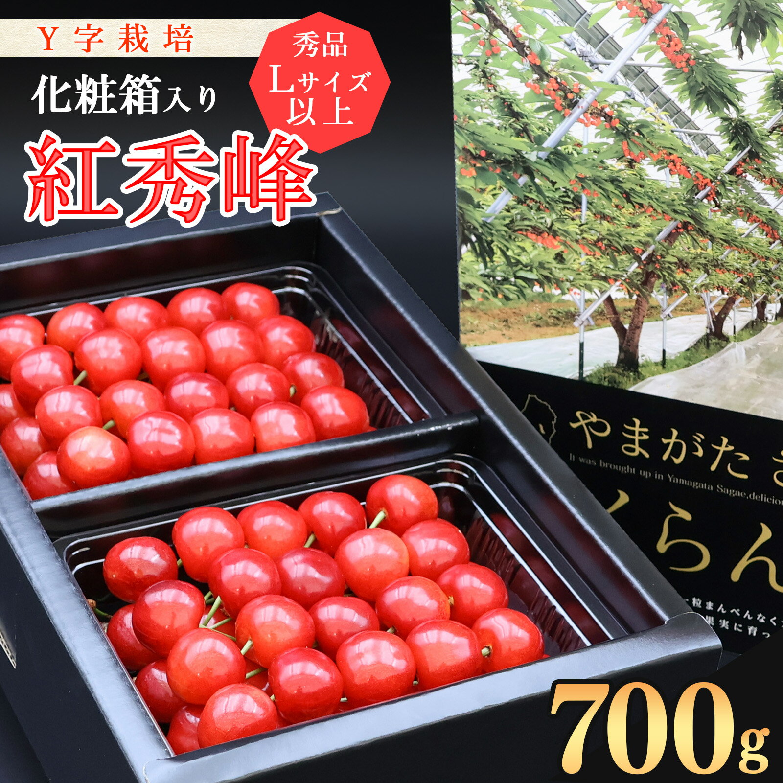 【ふるさと納税】《こだわりのY字仕立て栽培》さくらんぼ「紅秀峰」700g 秀品 Lサイズ以上 化粧箱入り 【2025年6月中旬頃〜7月上旬頃発送予定】／ 2025年産 令和7年産 お取り寄せ フルーツ 果物 ご当地 特産 高級 山形産 山形県産 生産者直送 山形県寒河江市