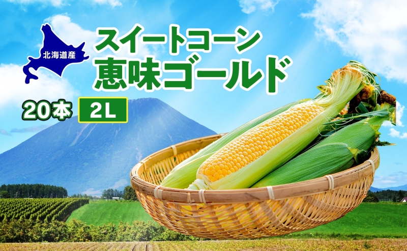  北海道産 スイート コーン めぐみゴールド 2Lサイズ 20本 先行受付 2026年8月上旬～下旬頃お届け とうもろこし 恵味 めぐみ トウモロコシ 旬 完熟 朝もぎ 野菜 産地直送 お取り寄せ 北海道 丸田農園 洞爺湖 
