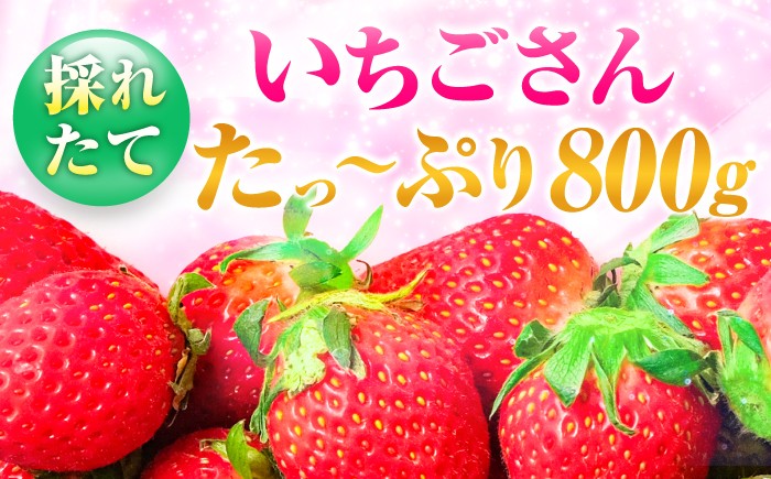 佐賀県産 いちごさん　いちご イチゴ 苺