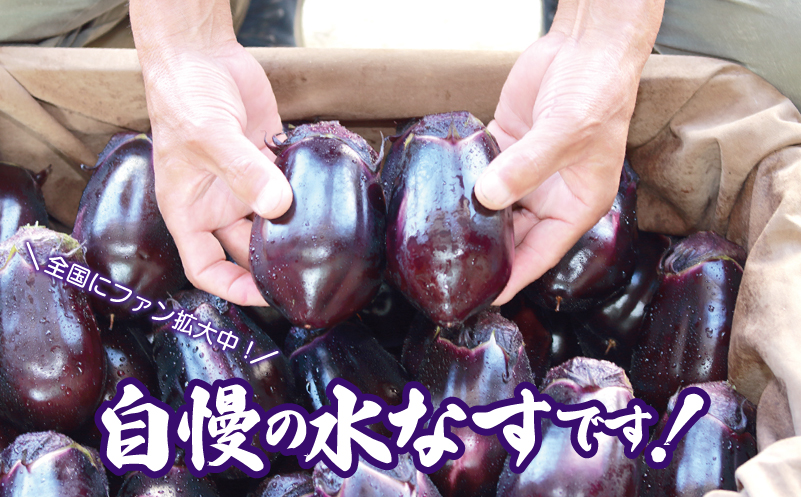 泉州 泉佐野市産 ハウス水なす 6個【茄子 泉佐野産 とれたて 新鮮野菜 やさい 高評価 数量限定】 005A759