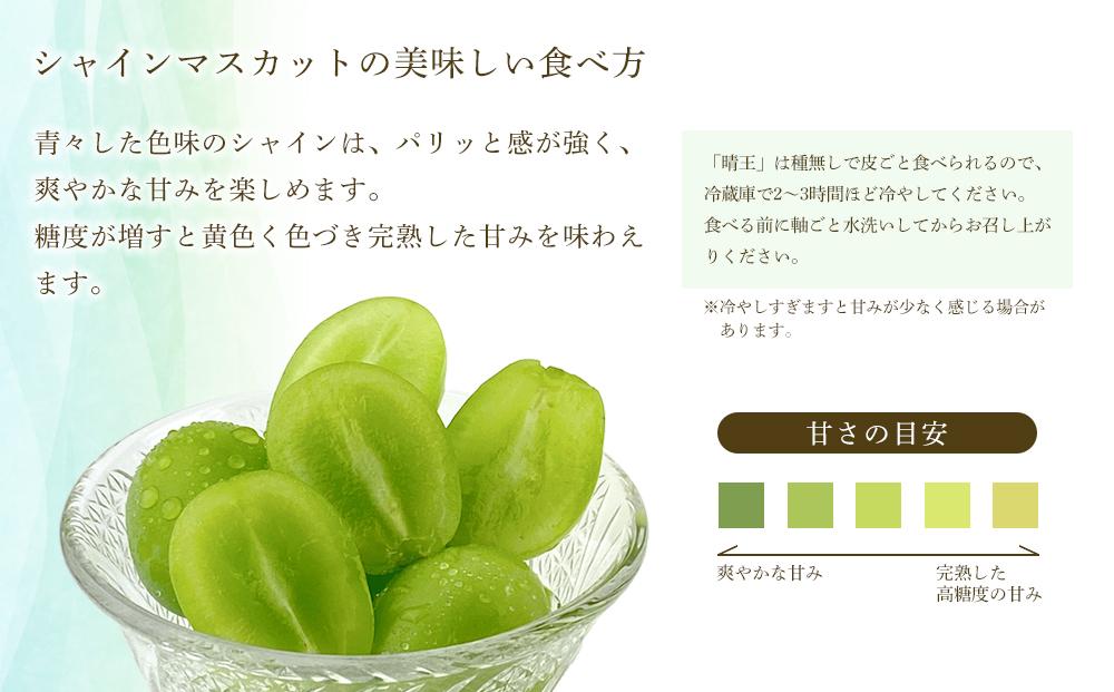 【定期便 全2回／2026年9・10月発送】 岡山県産シャインマスカット 晴王 約2kg（3～5房） 2回定期便　9月10月に1回づつ発送　種無し 皮ごと食べる 旬の美味しさ　フレッシュ 　ハレノフル