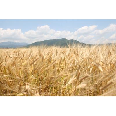 ふるさと納税 筑前町 天盃を極めるセット |  | 02