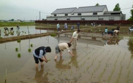農業体験（田植えと収穫体験）