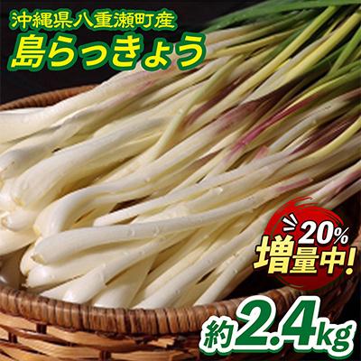 ふるさと納税 八重瀬町 【数量限定】沖縄県八重瀬町産　島らっきょう約2.4kg