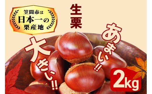 【2026年 秋 出荷】生栗 1kg×2袋 2kg 特大 サイズ 3L 以上 大粒 大きい 数量限定 くり クリ 笠間の栗 栗ごはん カサマロン 国産  先行予約 モンブラン 栗きんとん 冷蔵 笠間市