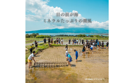 【定期便】新潟県佐渡産 令和7年産 【にこまる】 玄米 5kg×全5回