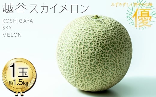 越谷スカイメロン　優玉 ／ メロン みずみずしい 爽やかな味 美味 人気 1玉 1.5kg 贈答品 贈り物 ギフト プレゼント フルーツ 果物 くだもの 埼玉県 No.306