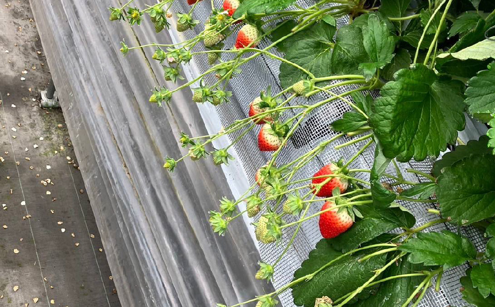 【先行受付 令和8年1月下旬より発送開始】期間限定 特選いちご(いちごさん) 250g×2パック【苺 イチゴ ブランドいちご 朝採れ デザート スイーツ フルーツ 誕生日ケーキ バレンタイン】(H10