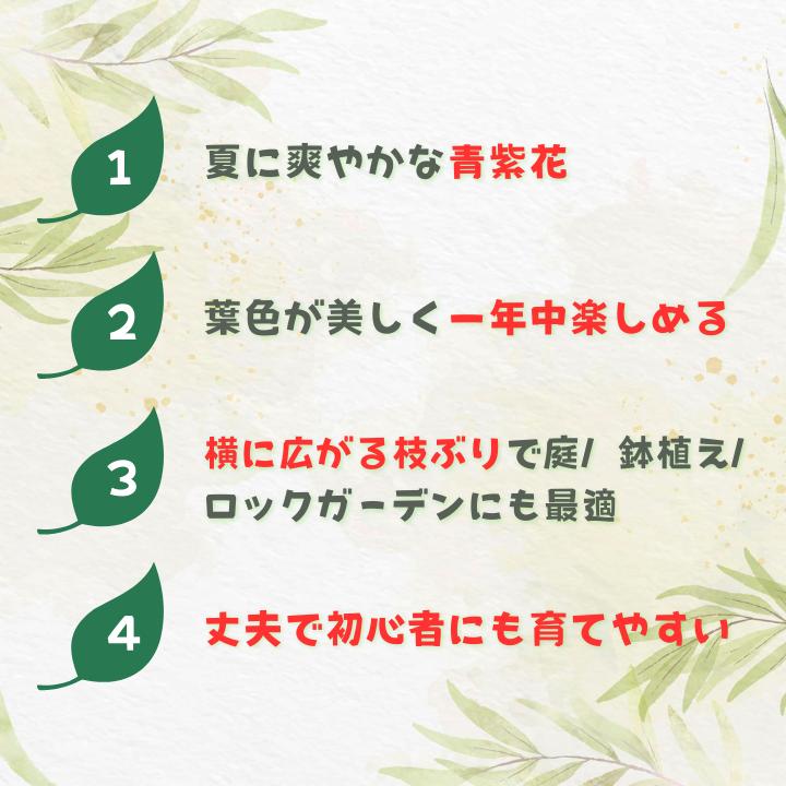 ミツバハマゴウ　プルプレア ／ ミツバハマゴウ プルプレア 植物 観葉植物 鉢植え