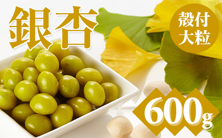 大粒銀杏 (殻付き) 600g 江里口加工所 ぎんなん 旬の食材 銀杏 秋の味覚  A060-016