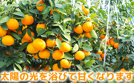 12月発送開始 おひさまきらりん 秀品 約5kg 【今村農園】 果物 みかん 期間限定 数量限定 九州 大分県 ＜107-025＞