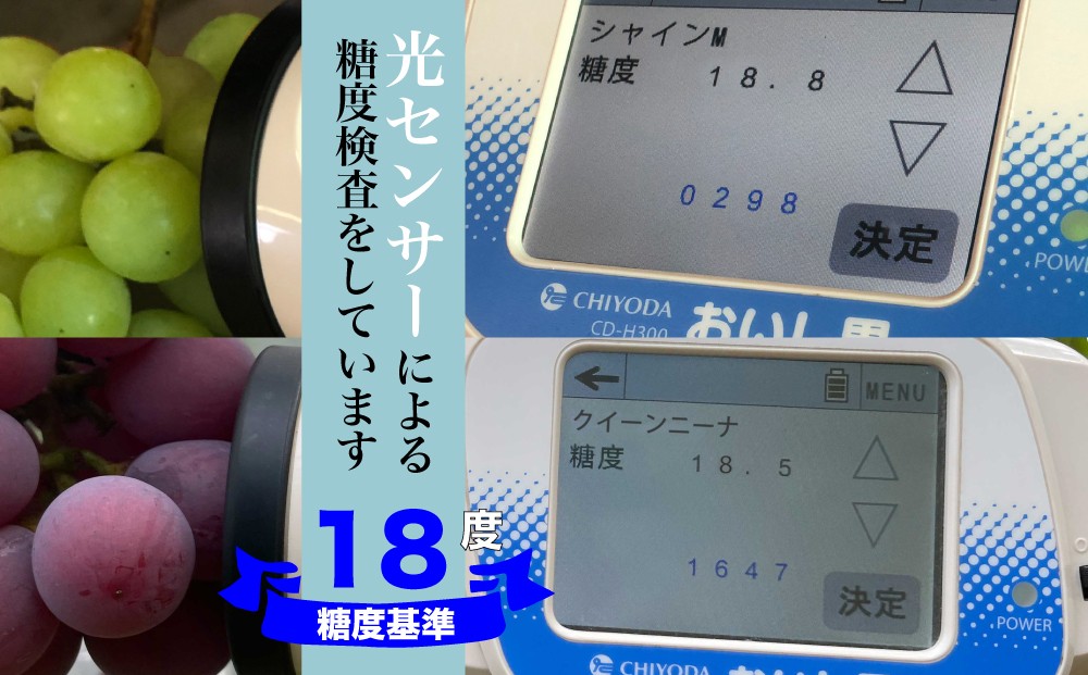 光センサー糖度計により糖度18度基準でシャインマスカットとクイーンニーナを選果してお届けします。