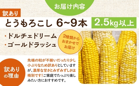 ＜先行予約＞ 朝採り当日発送！ 訳あり とうもろこし イエロー系 6本～9本 イエロー バイカラー ゴールドラッシュ ドルチェドリーム 冷蔵 糖度 甘い 田原市 トウモロコシ コーン おやつ スイーツ