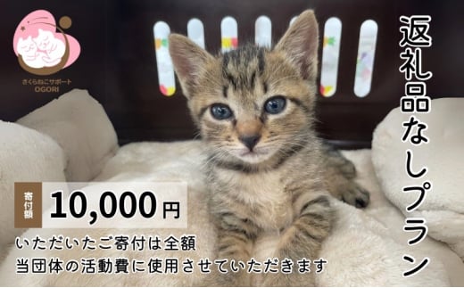 保護猫活動を応援！返礼品無し 10,000円 (お礼状送付) 保護猫