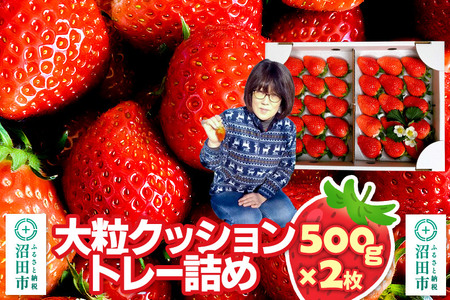 《2026年1月上旬～2月上旬発送》大粒クッショントレー詰め「やよいひめ」500g×2枚 山口いちご園 苺 イチゴ いちご