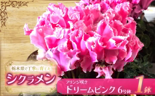 シクラメン フリンジ咲きドリームピンク 6号鉢 | 鉢植え 花 園芸 イリュージア ドラゴン シューベルト ドリームパープル ヨハンシュトラウス クリスマス 贈り物 ギフト 室内インテリア 栃木県 下野市 送料無料
