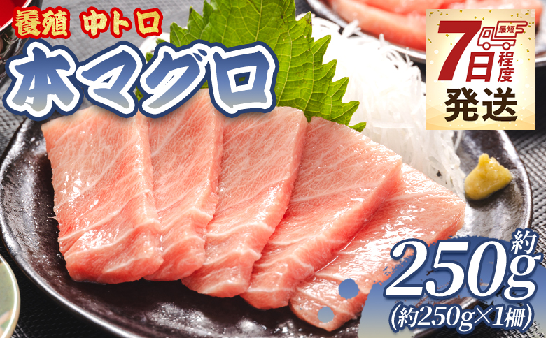 本まぐろ 中トロ 約250ｇ 1冊 養殖 -  鮪 まぐろ 中とろ 寿司 刺身 さしみ 海鮮丼 漬け丼 カルパッチョ おつまみ 新鮮 海産物 魚介 海の幸 スピード発送 オオジ 高知県 香南市 冷凍 oo-0026