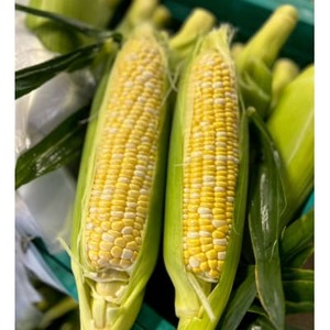 【2026年6月～7月順次発送】とうもろこし 6本 甘々娘(A品) 朝採り スイートコーン【配送不可地域：離島・北海道・沖縄県・東北・中国・四国・九州】【1713797】