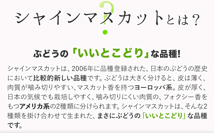 秀品 シャインマスカット 岡山 秋旬 数量限定 大粒 約600g 1房 産地直送 葡萄 果物 秀品 スイーツ フルーツ デザート 岡山県 笠岡市 簡易包装 《9月上旬‐11月上旬頃出荷》