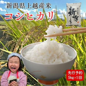 令和8年産　先行予約　上越市産コシヒカリ　5kg　新米　精米　新潟　米　こしひかり　新潟県　上越市　　限定　おすすめ　米ヴィレッジさんわ
