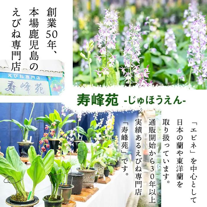 【個数限定】えびね蘭 4本～5本 Eコース 苗 鉢入り【00-045-05】