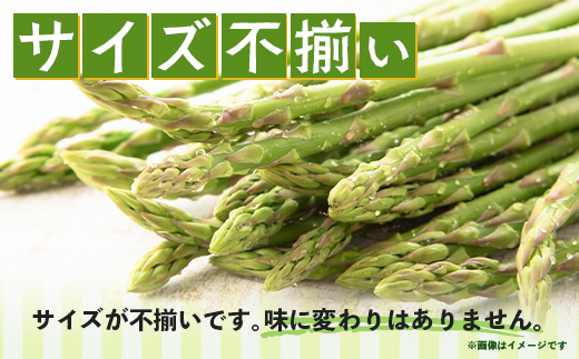 【先行受付】（お届けは2026年6月～7月頃）新鮮朝獲れ！！鹿島市産 アスパラガス 合計500g 【美味しい野菜で彩を】アスパラ 野菜 やさい 九州 国産 佐賀　B-854