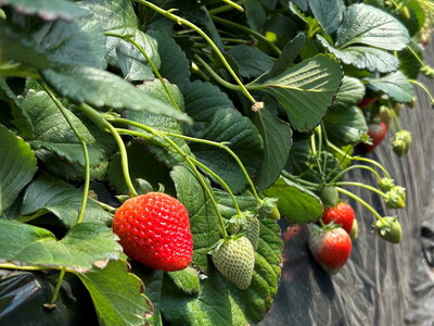 とちあいか 約1000g（約250g×4パック）｜ いちご イチゴ 苺 果物 フルーツ 栃木県 宇都宮市 ※離島への配送不可 ※2026年1月中旬～4月下旬頃に順次発送予定
