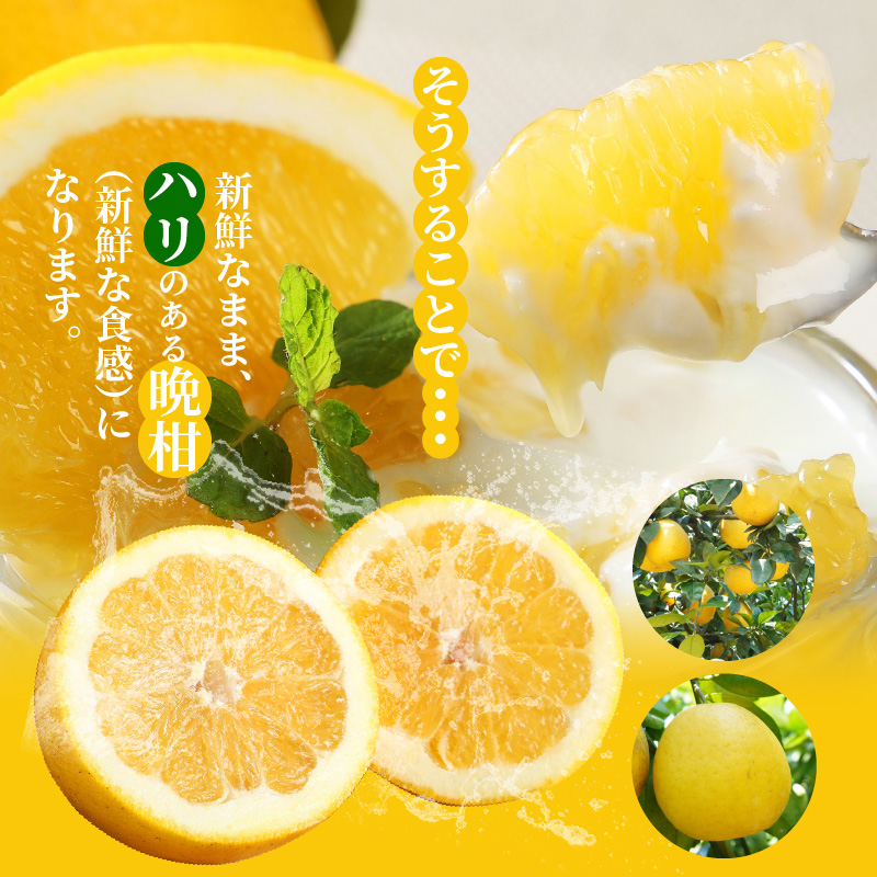 S040-023_【2026.3月発送】農家の手摘みあまくさ木成り晩柑 　約7.5kg 2026.3月発送