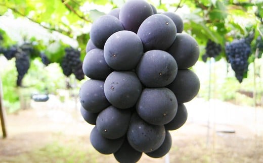 ご家庭用 ニュー ピオーネ（優品） 3房入り （1房 530g以上） 露地栽培　【2026年9月上旬～10月下旬 発送予定】【葡萄 ぶどう ニューピオーネ 果物 フルーツ 国産 人気 おすすめ 岡山県 倉敷市】