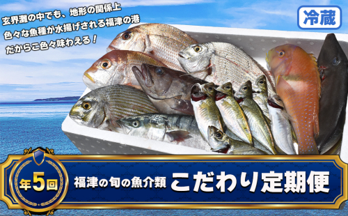 【年5回】福津の旬の魚介類こだわり定期便【随時開始】[H7019]