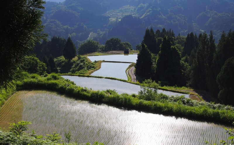 令和7年 新潟県産 棚田米 新之助 玄米 2kg 2キロ 雪中貯蔵 雪むろ しんのすけ お米 こめ 新潟 上越 米 送料無料
