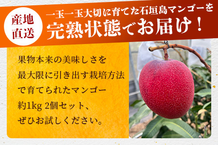 【先行予約】「マンゴー」最高糖度20度！？ 完熟の極！石垣島マンゴー 約1kg【贈答用】《2024年6月下旬～7月下旬発送》【 産地直送 完熟マンゴー アーウィン マンゴー 沖縄 八重山 石垣島産 】