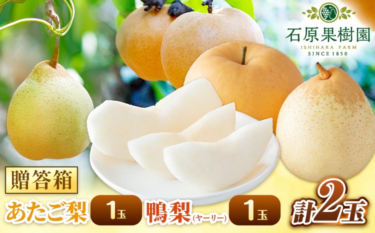 
                  【先行予約】梨 なし 梨 旬 あたご梨 1玉 鴨梨 1玉 計2玉 贈答箱 石原果樹園 《2026年11月中旬-12月下旬頃出荷》岡山県 浅口市 果物 フルーツ 梨 詰め合わせ 贈答用
                