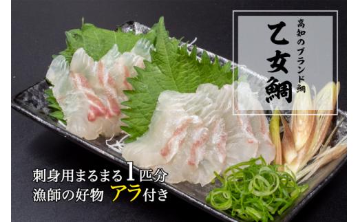 
本場須崎のブランド鯛「乙女鯛フィーレセット」 冷蔵 ( タイ 鯛 1.3kg～1.5kg 魚 鮮魚 ブランド 乙女鯛 半身 刺身 お刺し身 鯛めし 2枚 頭 骨 付き 新鮮 高級魚 魚介 産地直送 お取り寄せ 贈答 贈り物 ギフト 高知県 須崎市 ) KS004
